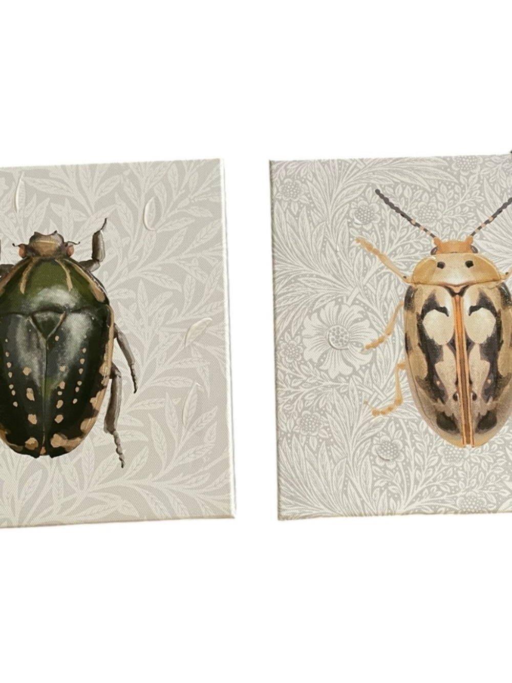 Stupell Industries Beetle Portrait & Floral Wall Art Set of Two by Danhui Nai